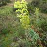 Fotografia 14 da espécie Euphorbia characias subesp. characias do Jardim Botânico UTAD
