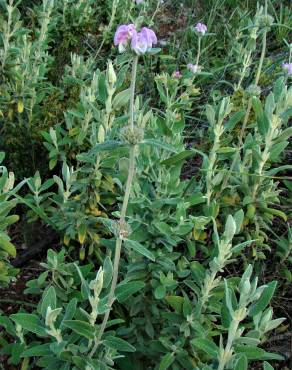 Fotografia 11 da espécie Phlomis purpurea no Jardim Botânico UTAD