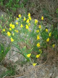 Fotografia da espécie Genista hirsuta subesp. hirsuta