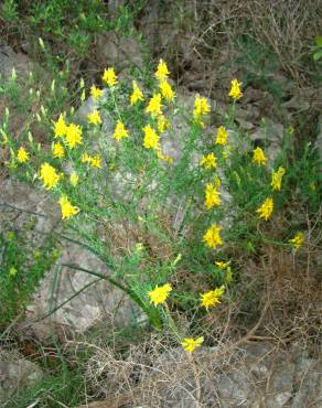 Fotografia 15 da espécie Genista hirsuta subesp. hirsuta no Jardim Botânico UTAD