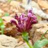 Fotografia 5 da espécie Valeriana cornucopiae do Jardim Botânico UTAD