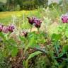 Fotografia 6 da espécie Valeriana cornucopiae do Jardim Botânico UTAD