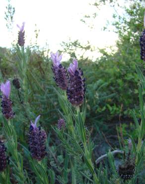 Fotografia 3 da espécie Lavandula stoechas subesp. stoechas no Jardim Botânico UTAD