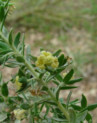 Fotografia de capa Thymelaea lythroides - do Jardim Botânico