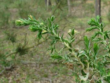 Fotografia da espécie Thymelaea lythroides