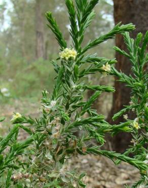 Fotografia 5 da espécie Thymelaea lythroides no Jardim Botânico UTAD