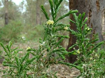 Fotografia da espécie Thymelaea lythroides