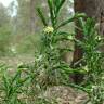 Fotografia 5 da espécie Thymelaea lythroides do Jardim Botânico UTAD