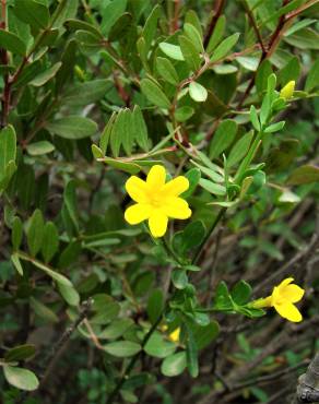 Fotografia 7 da espécie Chrysojasminum fruticans no Jardim Botânico UTAD