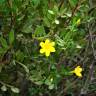 Fotografia 7 da espécie Chrysojasminum fruticans do Jardim Botânico UTAD