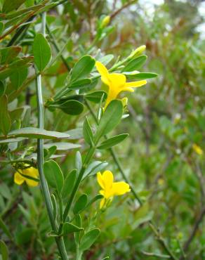 Fotografia 8 da espécie Chrysojasminum fruticans no Jardim Botânico UTAD