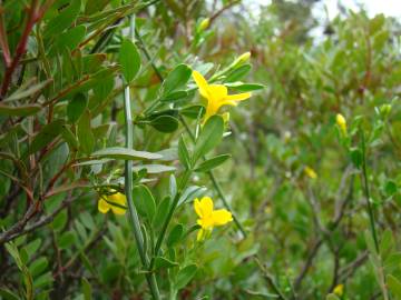 Fotografia da espécie Chrysojasminum fruticans