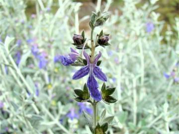 Fotografia da espécie Teucrium fruticans