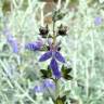 Fotografia 14 da espécie Teucrium fruticans do Jardim Botânico UTAD