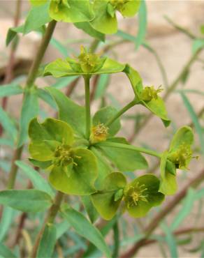 Fotografia 10 da espécie Euphorbia terracina no Jardim Botânico UTAD