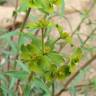 Fotografia 10 da espécie Euphorbia terracina do Jardim Botânico UTAD