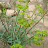 Fotografia 11 da espécie Euphorbia terracina do Jardim Botânico UTAD