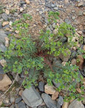 Fotografia 12 da espécie Euphorbia terracina no Jardim Botânico UTAD