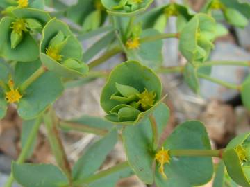 Fotografia da espécie Euphorbia terracina