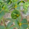 Fotografia 13 da espécie Euphorbia terracina do Jardim Botânico UTAD
