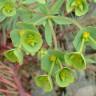 Fotografia 14 da espécie Euphorbia terracina do Jardim Botânico UTAD