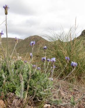 Fotografia 15 da espécie Lavandula multifida no Jardim Botânico UTAD