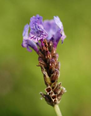 Fotografia 16 da espécie Lavandula multifida no Jardim Botânico UTAD