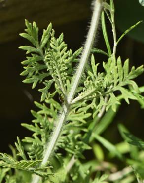 Fotografia 17 da espécie Lavandula multifida no Jardim Botânico UTAD