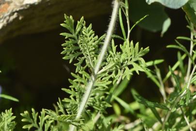 Fotografia da espécie Lavandula multifida