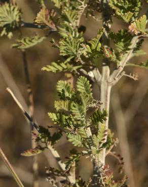 Fotografia 18 da espécie Lavandula multifida no Jardim Botânico UTAD