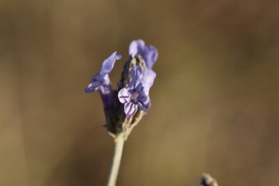 Fotografia da espécie Lavandula multifida