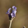 Fotografia 19 da espécie Lavandula multifida do Jardim Botânico UTAD