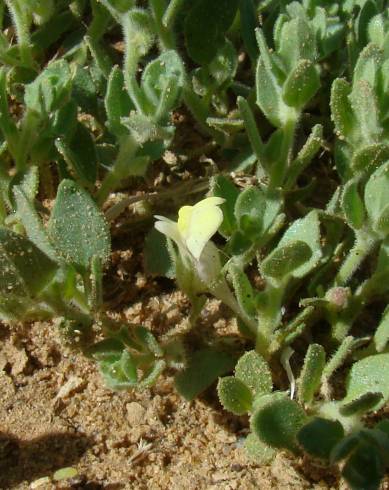 Fotografia de capa Kickxia aegyptiaca subesp. battandieri - do Jardim Botânico