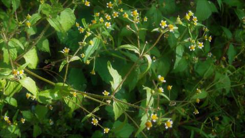 Fotografia da espécie Galinsoga ciliata