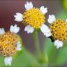 Fotografia 11 da espécie Galinsoga ciliata do Jardim Botânico UTAD