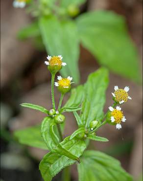 Fotografia 12 da espécie Galinsoga ciliata no Jardim Botânico UTAD