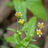 Fotografia 12 da espécie Galinsoga ciliata do Jardim Botânico UTAD