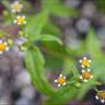 Fotografia 13 da espécie Galinsoga ciliata do Jardim Botânico UTAD