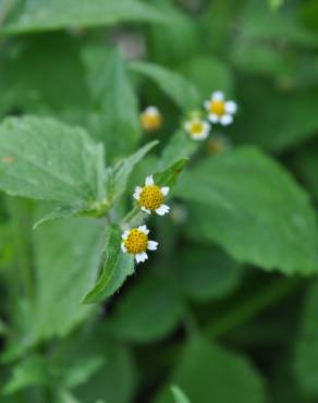 Fotografia 14 da espécie Galinsoga ciliata no Jardim Botânico UTAD
