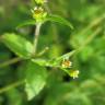 Fotografia 15 da espécie Galinsoga ciliata do Jardim Botânico UTAD