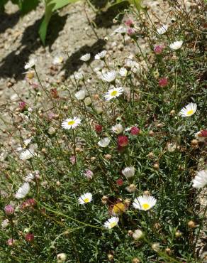 Fotografia 12 da espécie Erigeron karvinskianus no Jardim Botânico UTAD