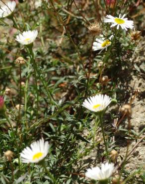 Fotografia 13 da espécie Erigeron karvinskianus no Jardim Botânico UTAD