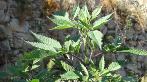 Fotografia da espécie Bidens frondosa