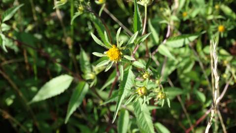 Fotografia da espécie Bidens frondosa