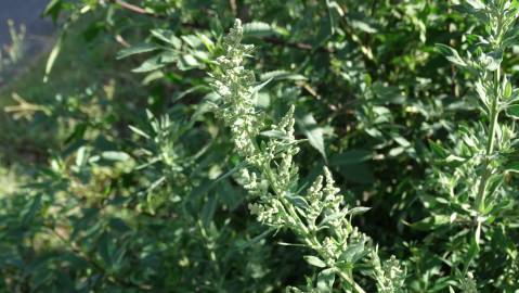 Fotografia da espécie Chenopodium album var. album