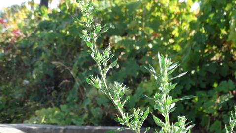 Fotografia da espécie Chenopodium album var. album