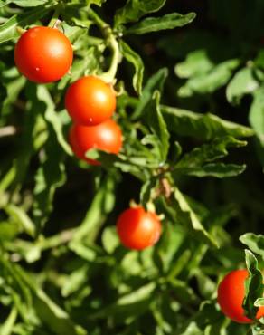 Fotografia 1 da espécie Solanum pseudocapsicum no Jardim Botânico UTAD