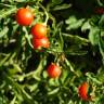 Fotografia 1 da espécie Solanum pseudocapsicum do Jardim Botânico UTAD