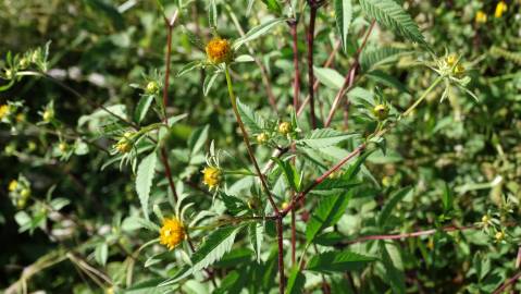 Fotografia da espécie Bidens frondosa