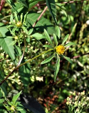 Fotografia 14 da espécie Bidens frondosa no Jardim Botânico UTAD